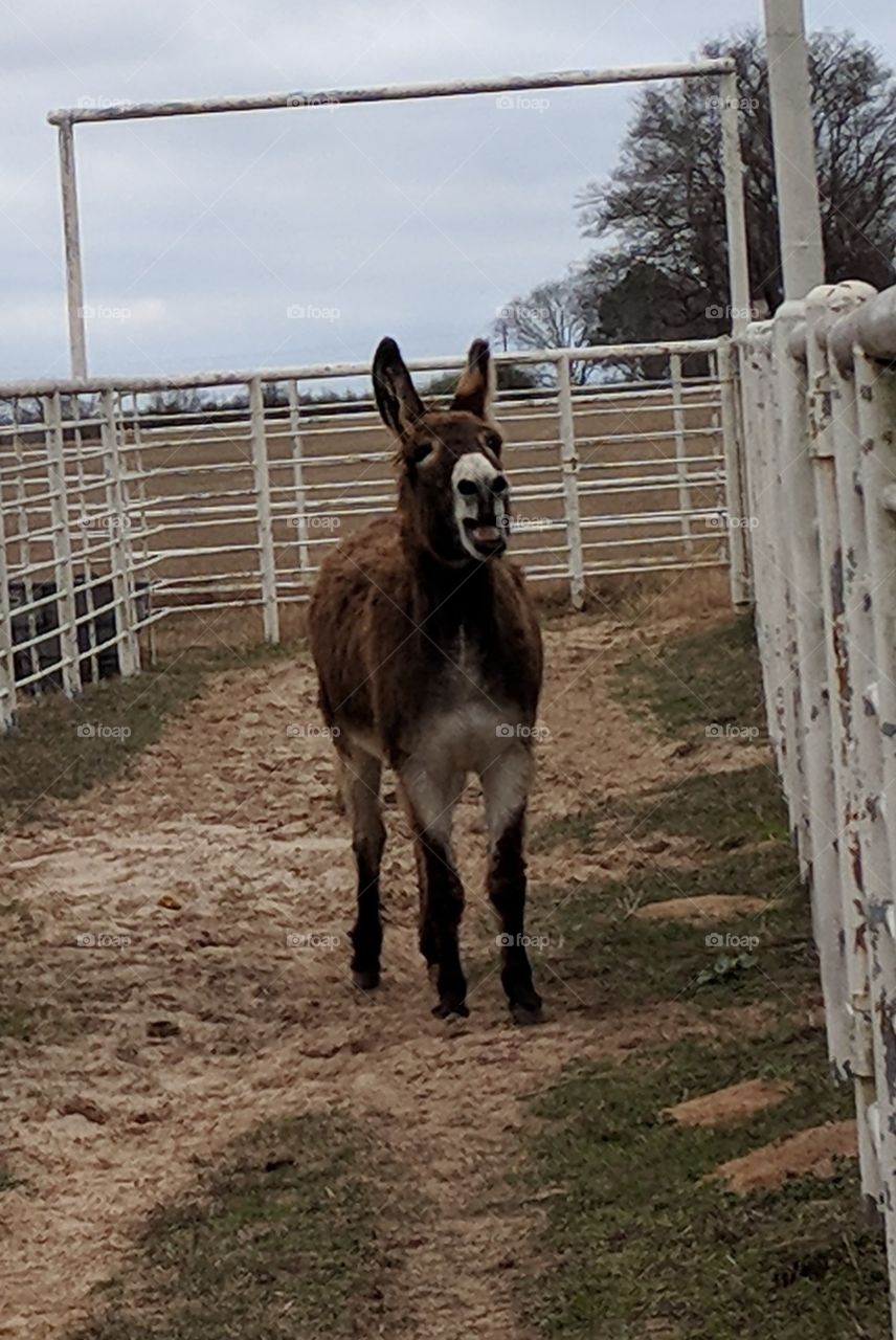 Billy saying, Hello!