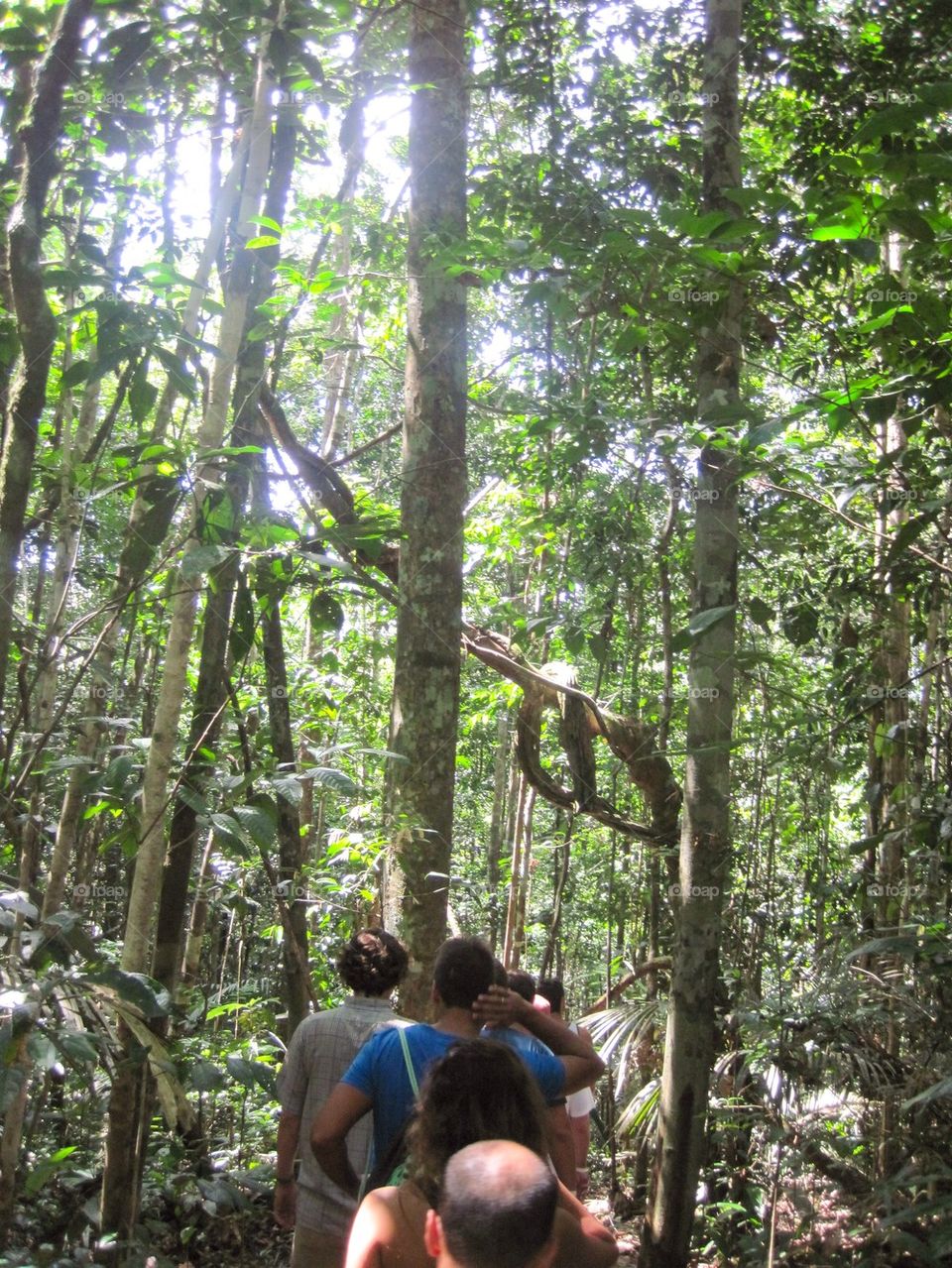 Hiking through the amazon jungle 