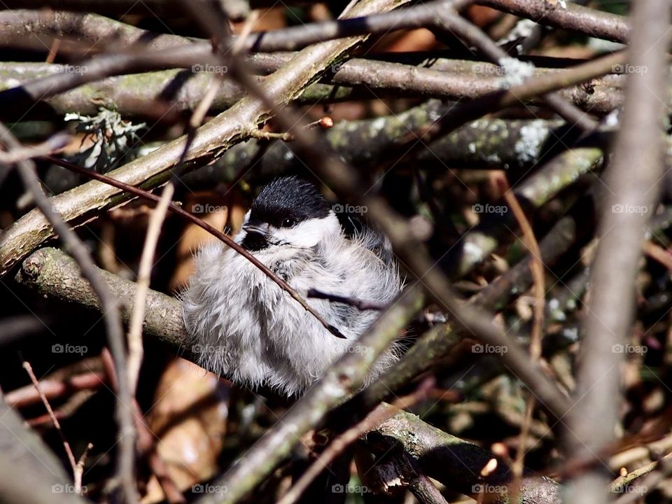 Coal tit warming up in the sun