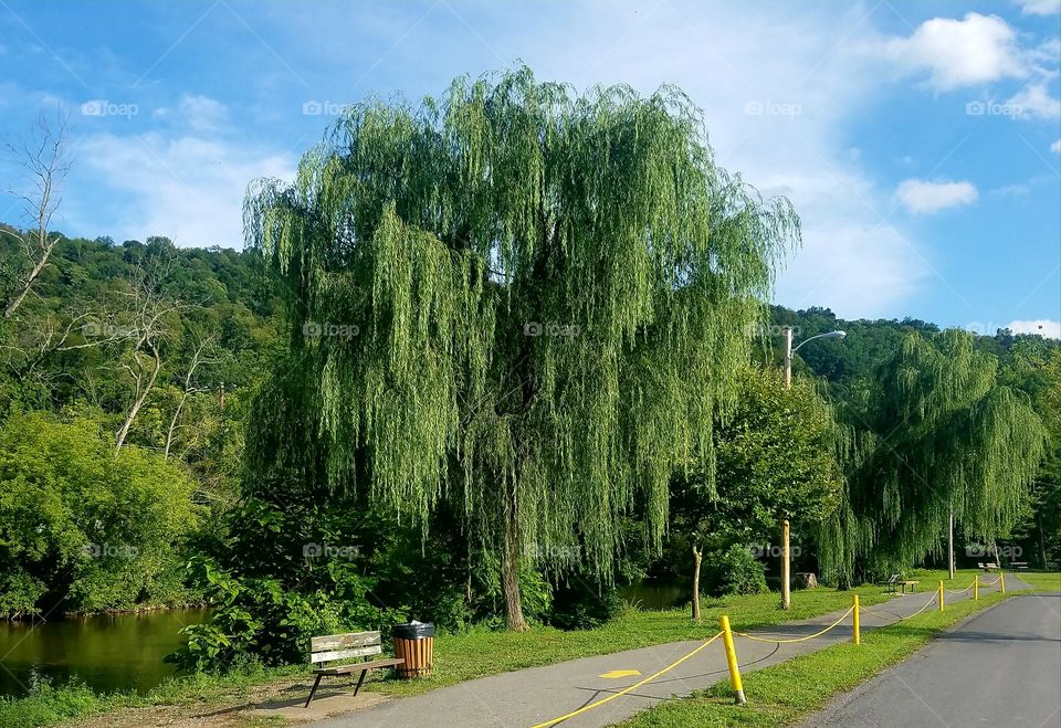 Park Bench with Willow Trees