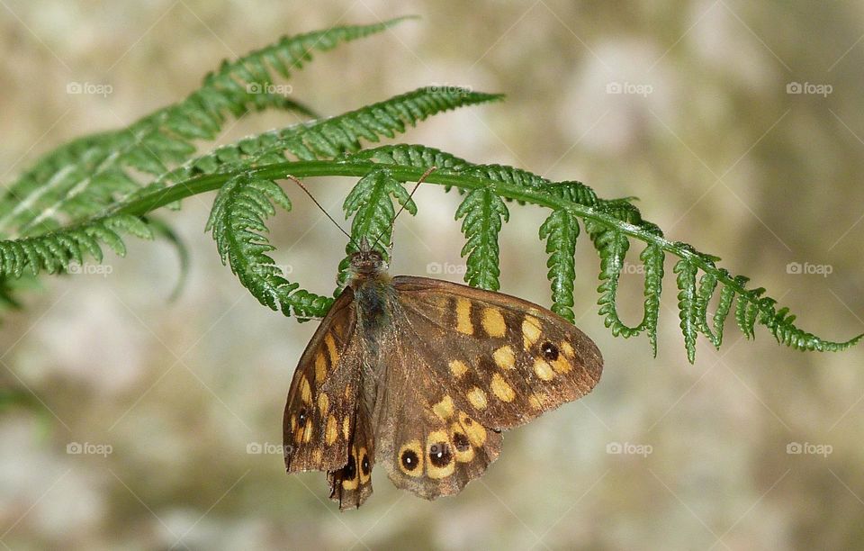 Papillon tircis