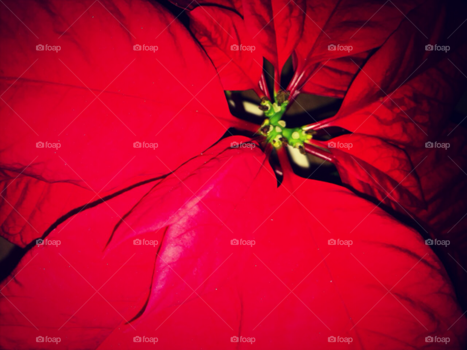 flower red christmas poinsettia by alexloliver