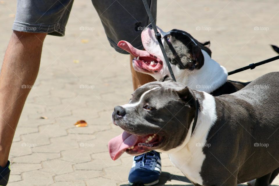 Two Pitbulls stop after walking with their human on a very hot sunny day. They are tired and we can see their big tongues. One of them is looking up at his owner, and the other is looking away.