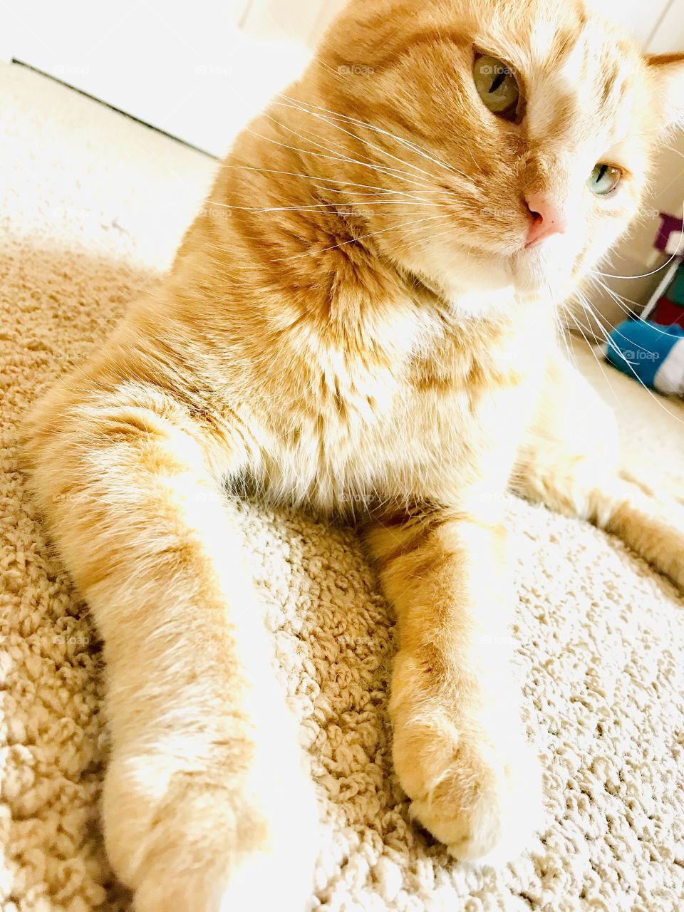 Sweetest orange tabby cat getting his glam shots for the day, and seems to be enjoying it! 