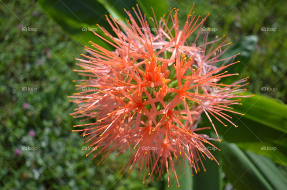 flower in macro