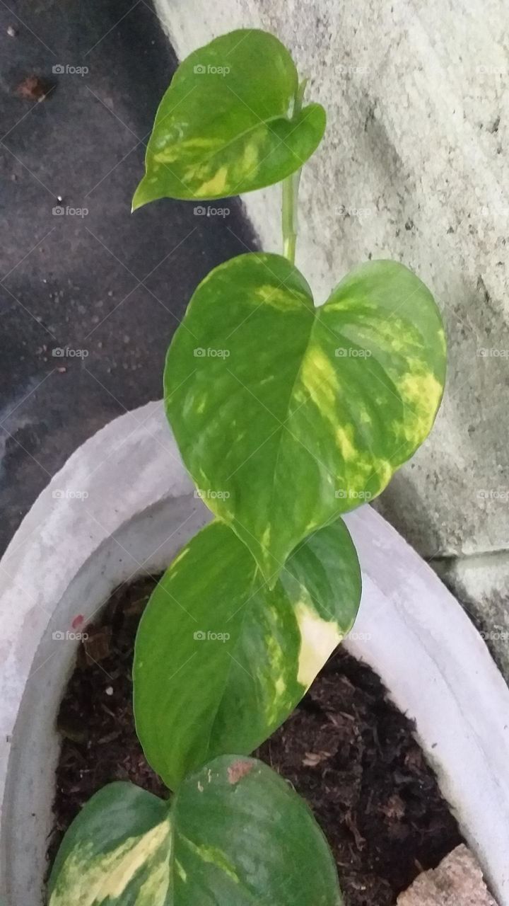 Money plant