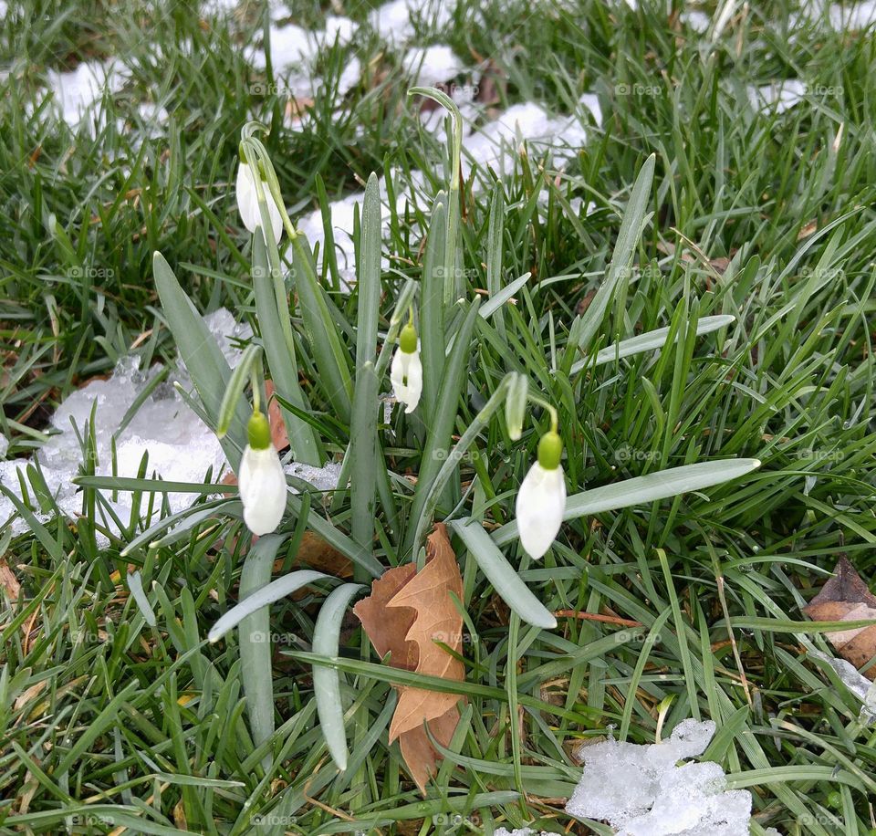 snowdrops flowers