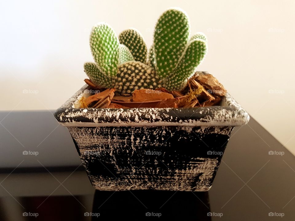 Cactus