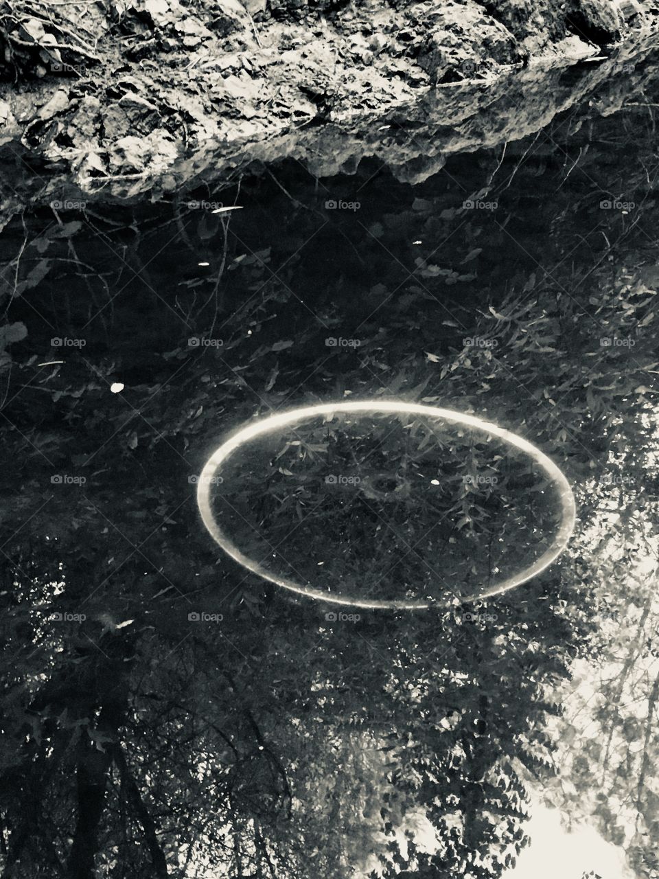 Litter, a bicycle wheel under a stagnant pond 