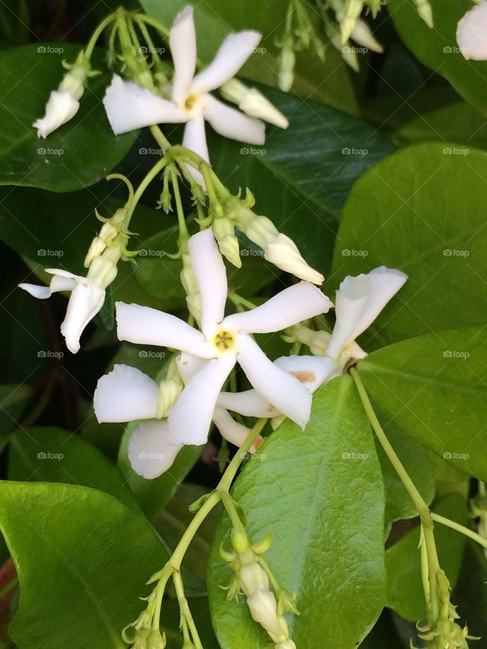 Star Jasmine 