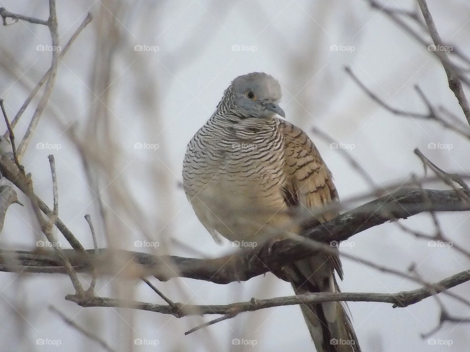 Zebra Dove . Soliter captured species of dove . Good communication camuflaged with its surround of habitat . Especially of dyng site , the bird's silent perching on at the branches of wood which looks for similar with the plumage of Its .