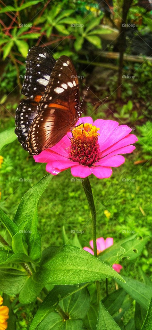 Beautiful butterfly on the flower