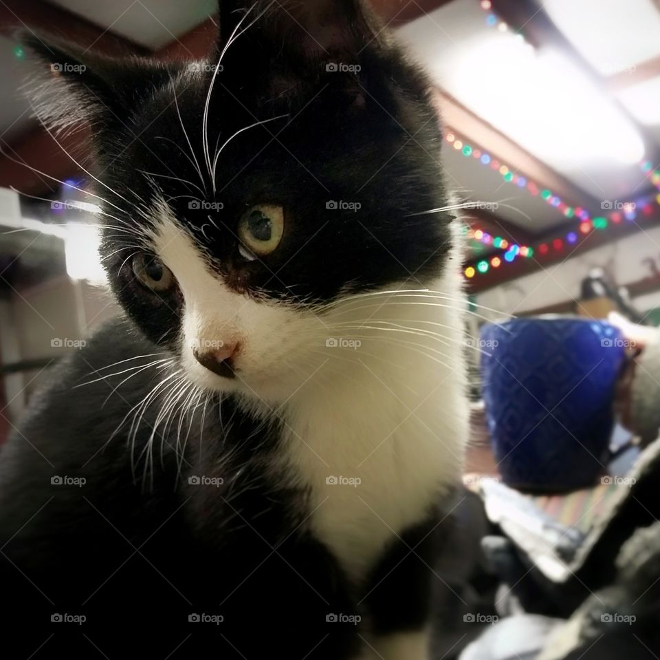 Young black and white cat kitten sitting in the lap of a person drinking out of a mug with Christmas lights in the background