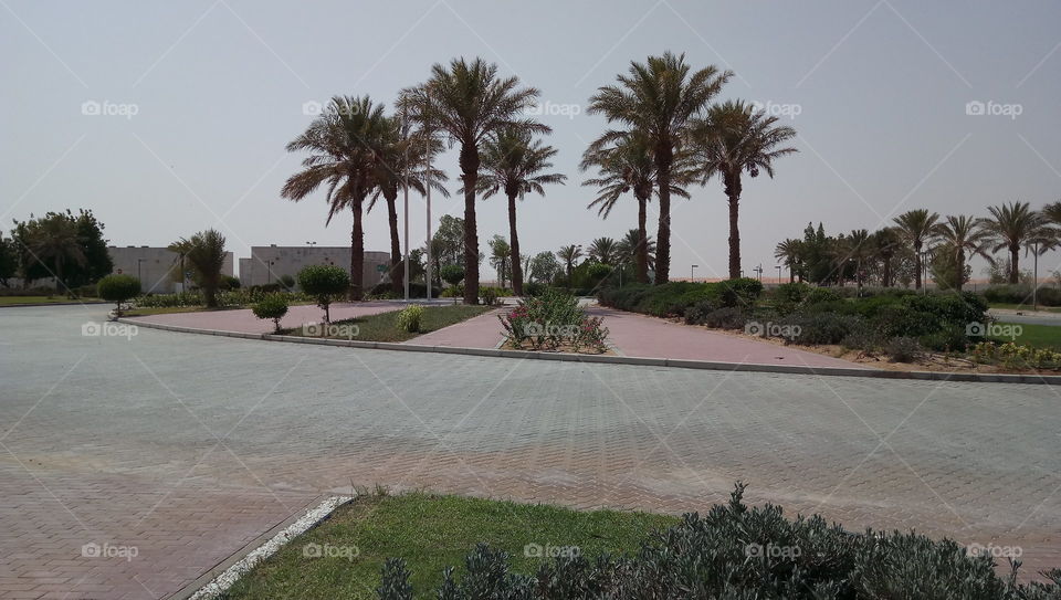 Date trees in UAE