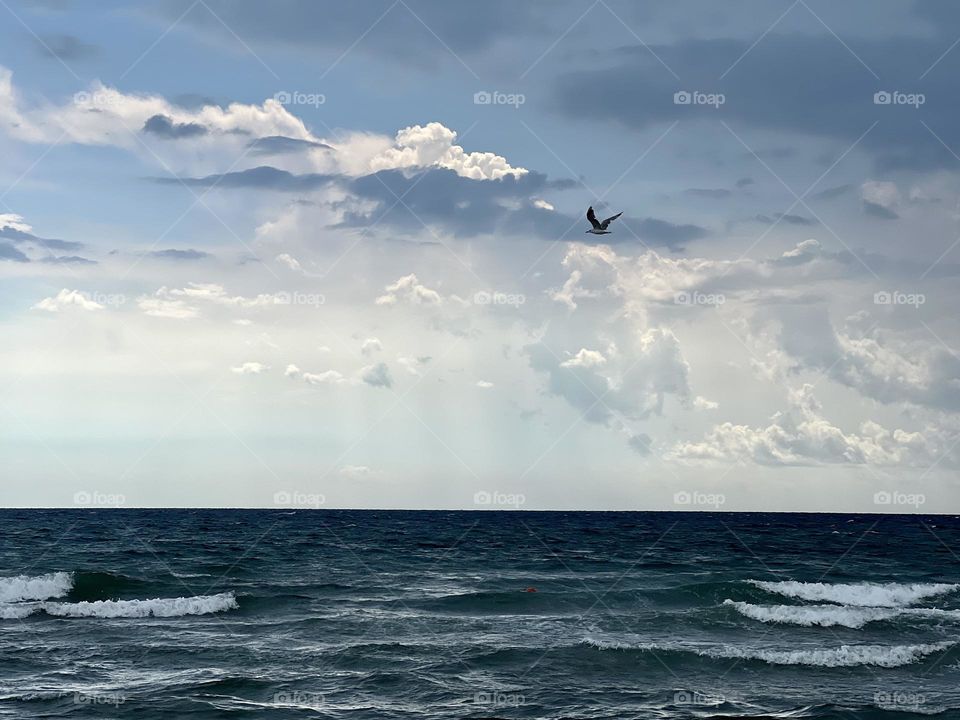 Seagull fly above the sea