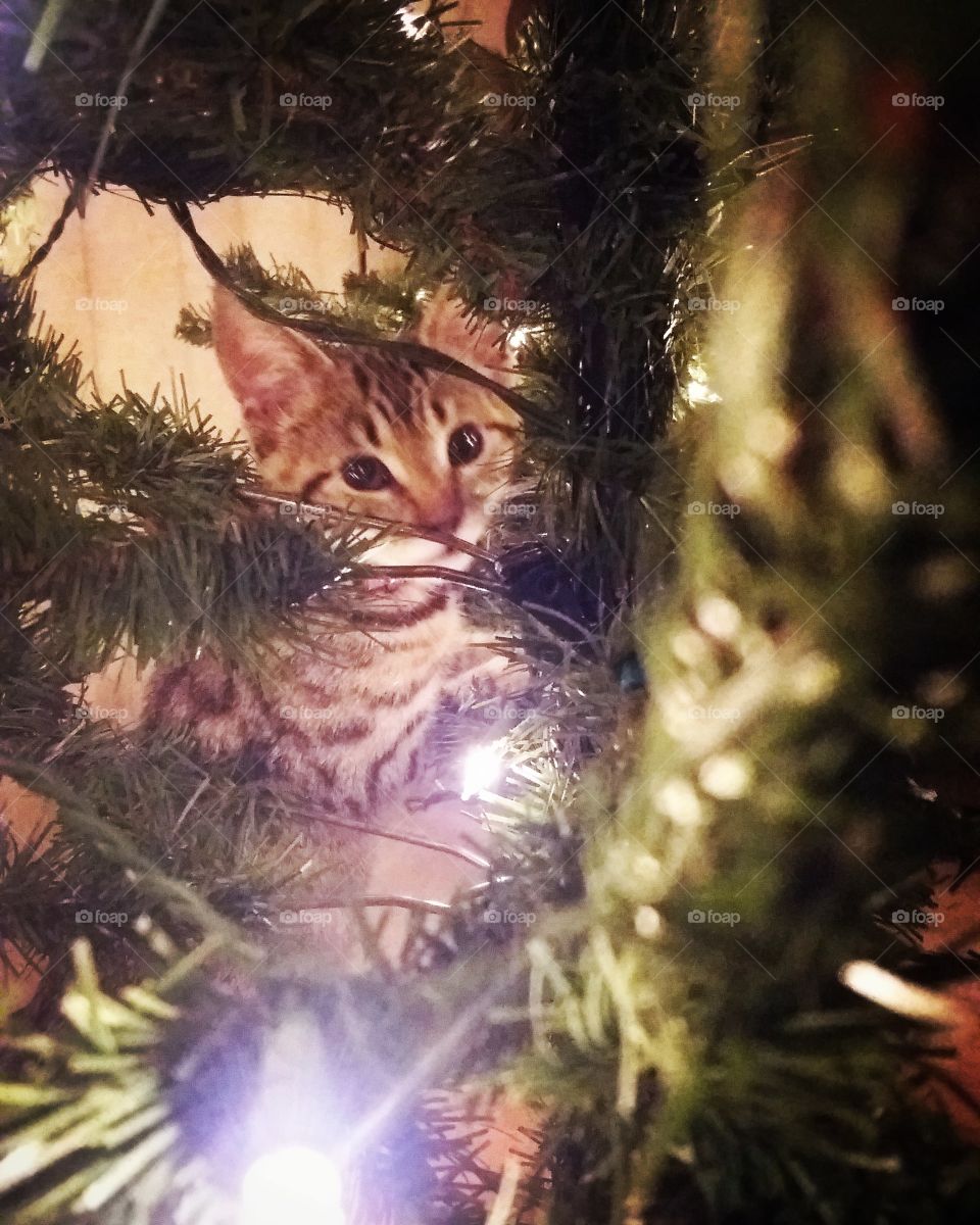 Christmas Kitty