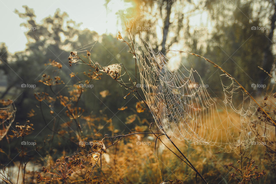 Spiderweb in misty morning 