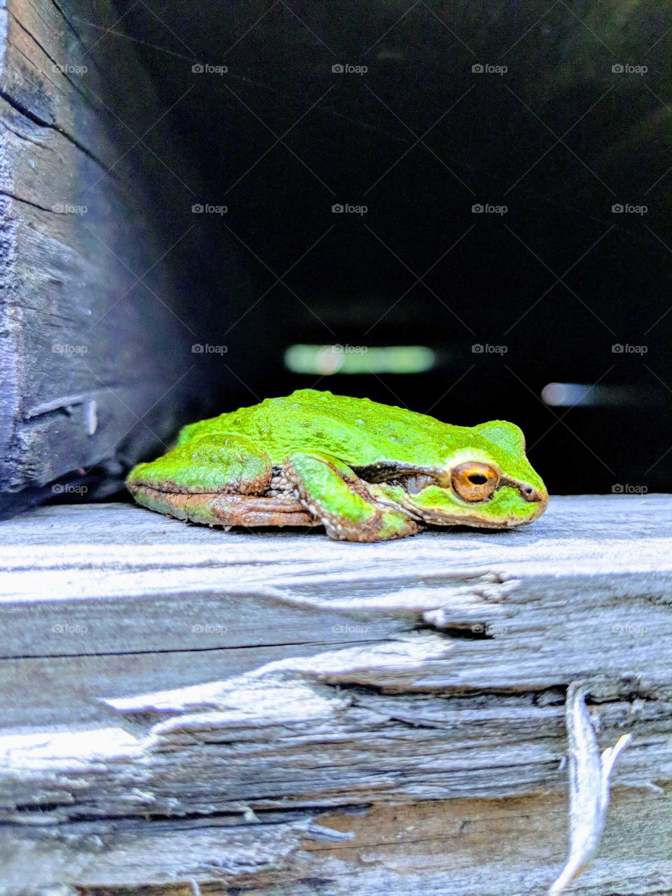 brightened photo of frog warming in the summer sun