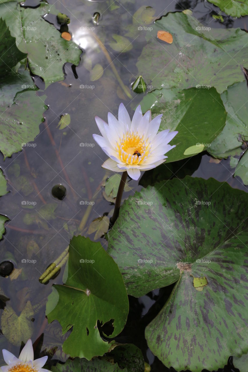 Water lily,Lotus. Beautiful white
