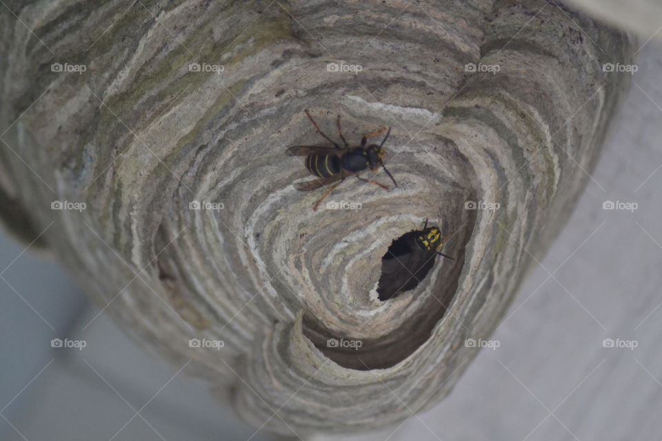 wasp nest