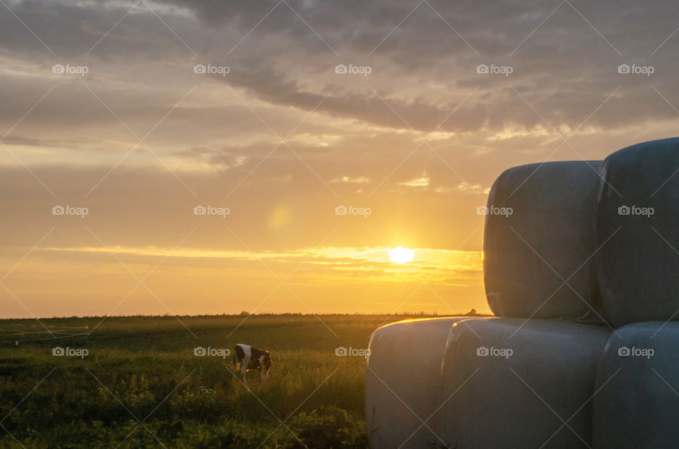A cow, sunset and the hay rolls in plastic