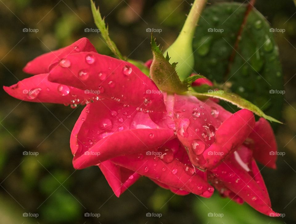 Rose with rain droplets 