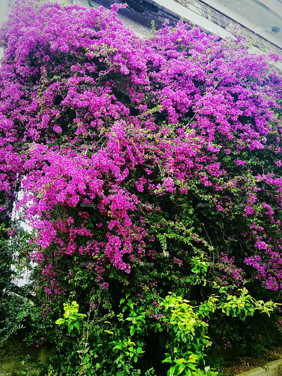 Bougainvillea tree