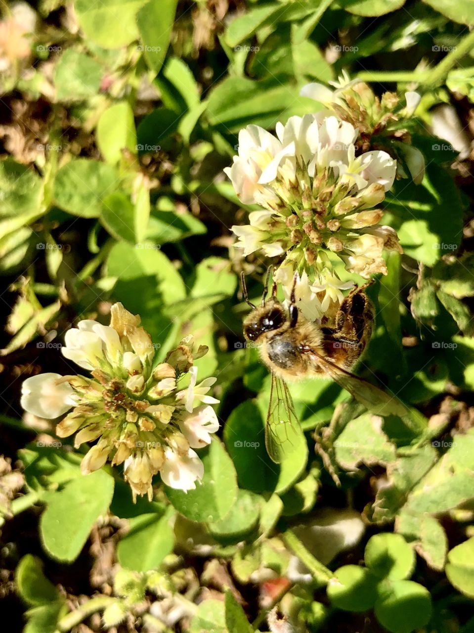 Honeybee working on lawn flower 