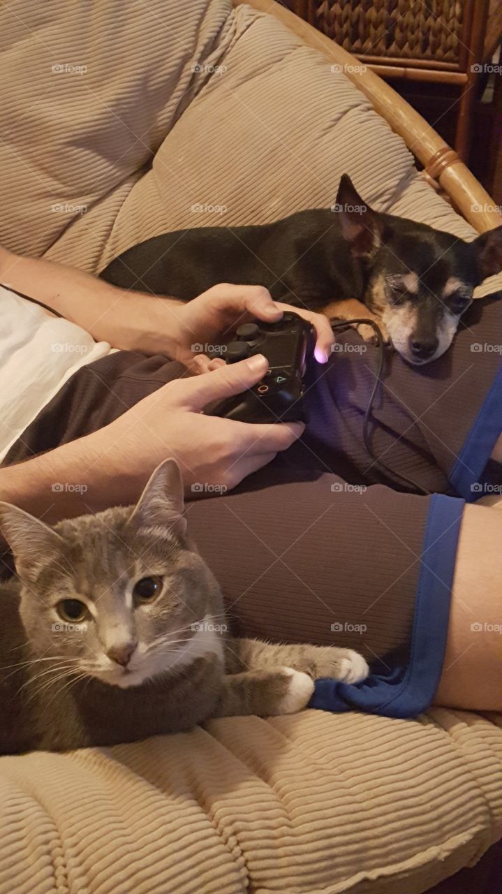pets relaxing with their owner