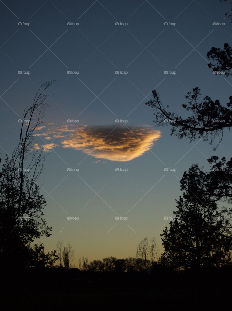 A lone cloud framed with bare trees lit up in a clear sky on a winter evening in Central Oregon. 