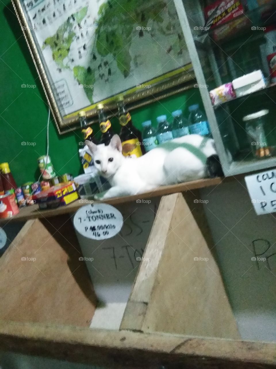 cat in my store..