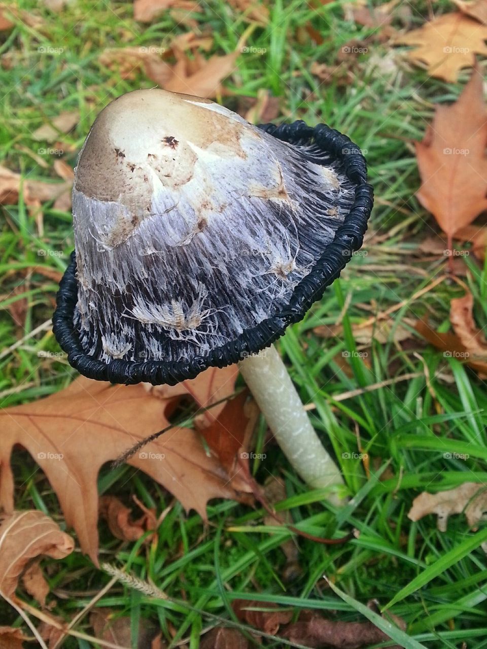 Shaggy Mane