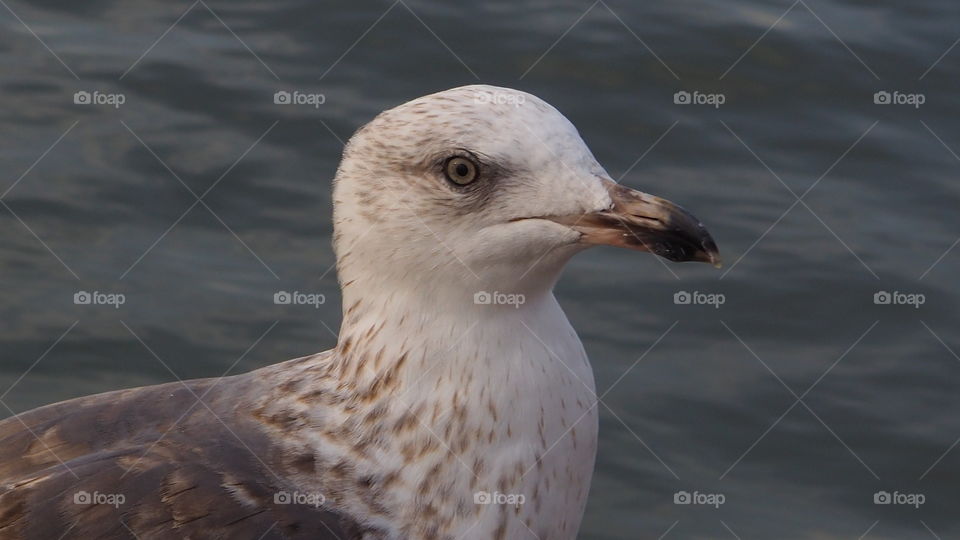 Seagull