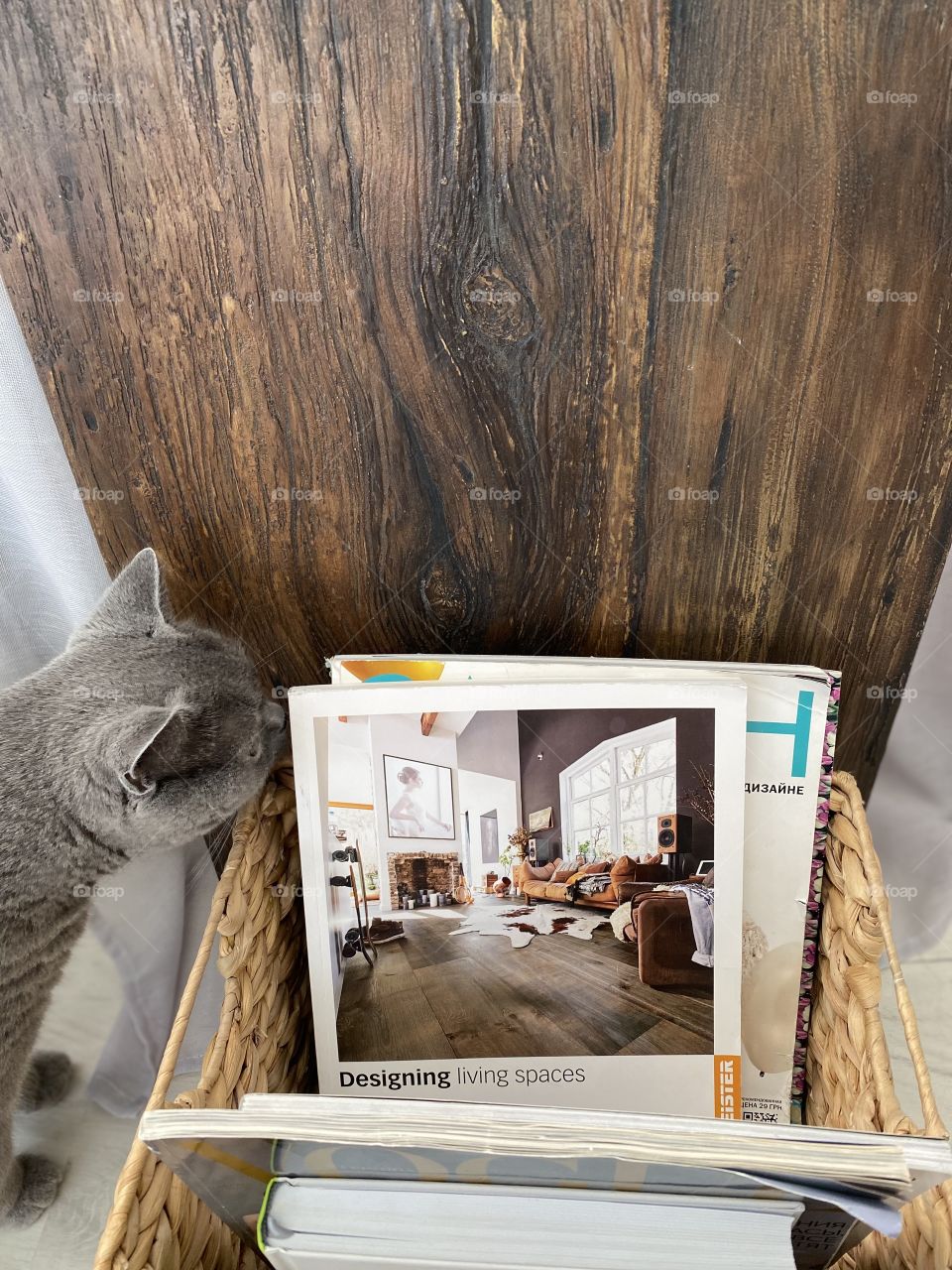 Cat and magazines