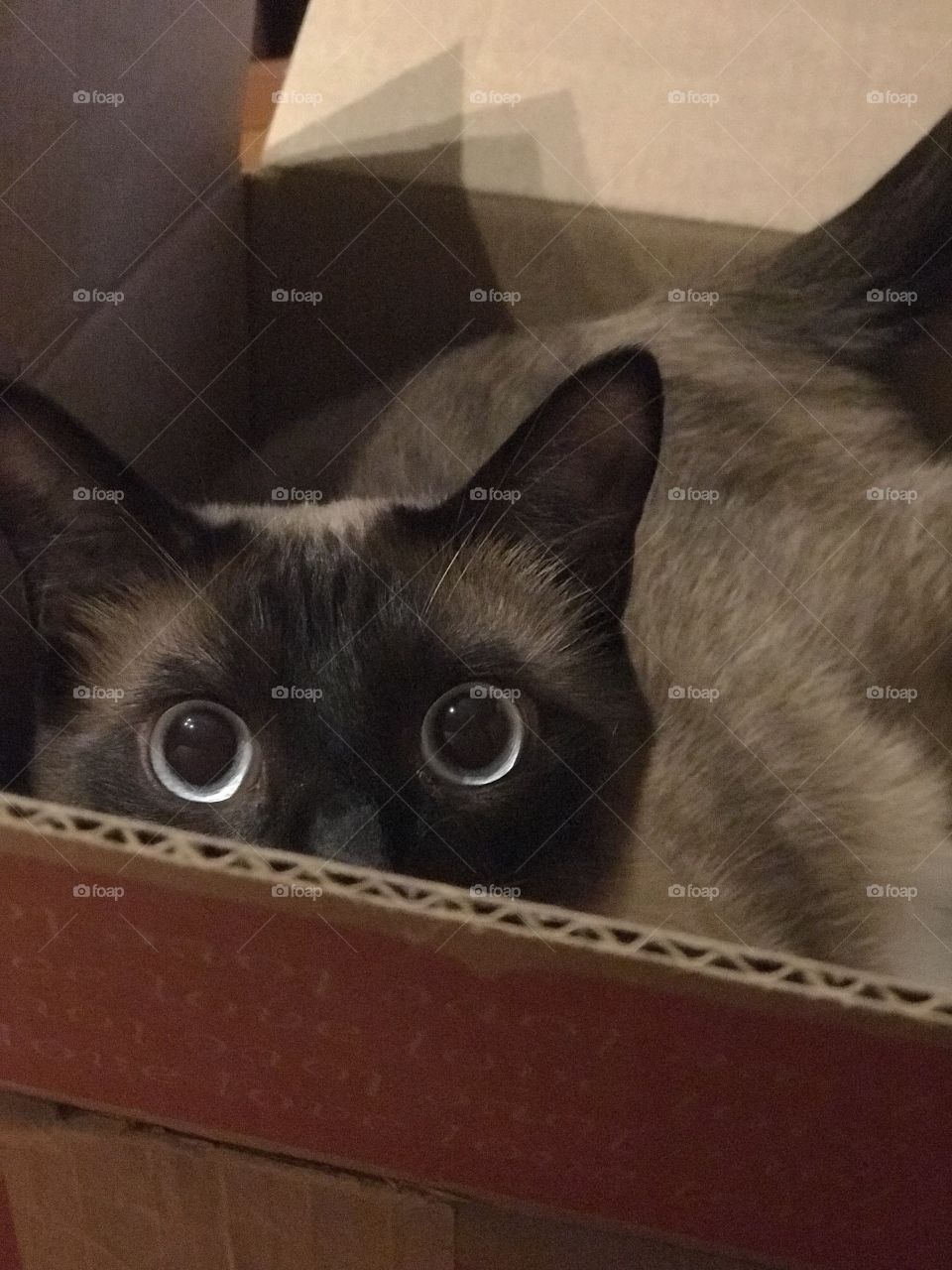 This is my box; USA Ragdoll/ Siamese Cat hiding in cardboard box, peeking over the edge with bright blue eyes. 