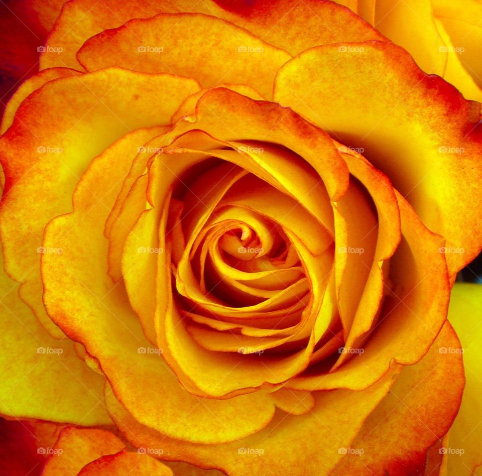 Beautiful red yellow Rose