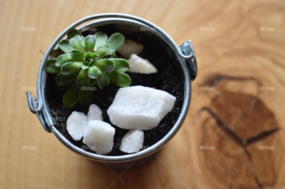 High agle view of house plant in pot