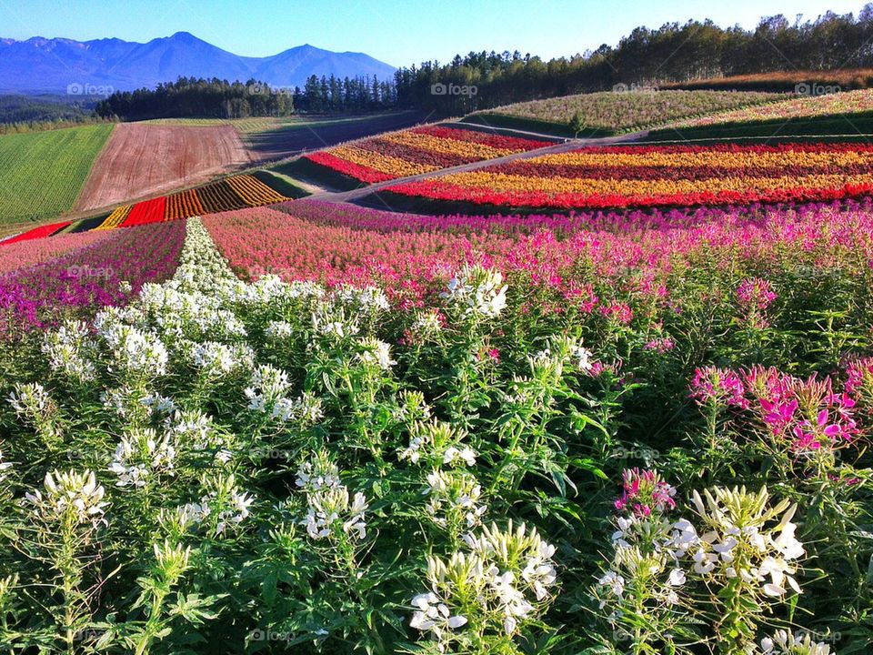 Colorful flower field