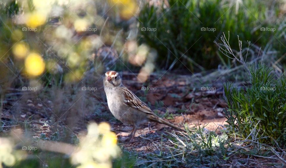 Sparrow in the Desert Shade