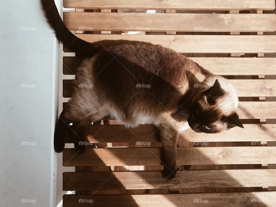 Cat taking sunbath 