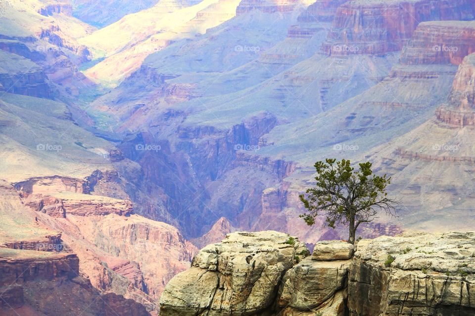 Tree at Grand Canyon