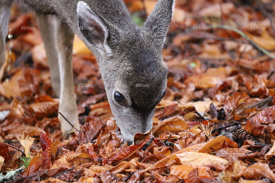 Deer and autumn leaves , closeup 