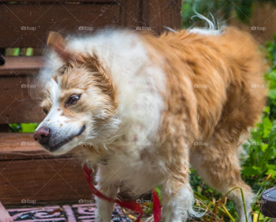 Horizontal photo of a blonde border collie mix shaking vigorously right after being washed (some movement blur to show motion)