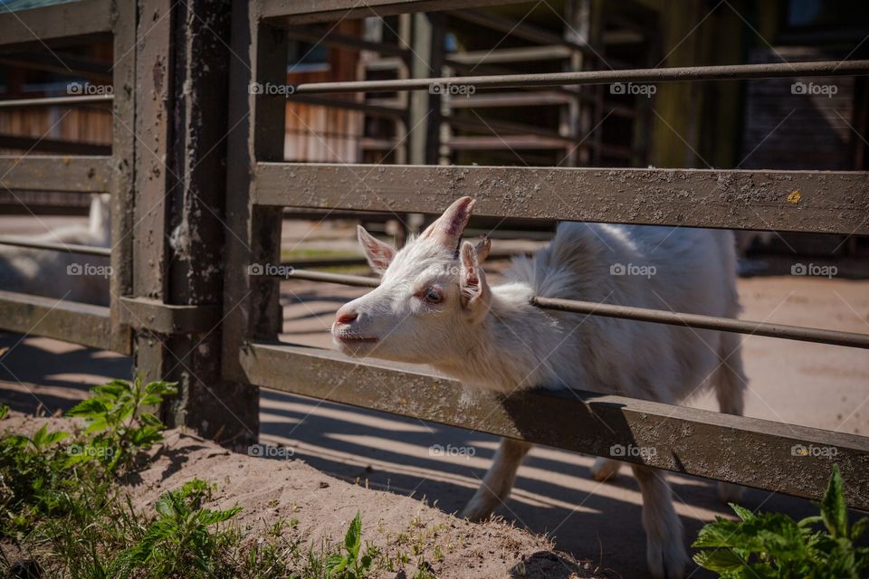 Farm, No Person, Mammal, Barn, Animal