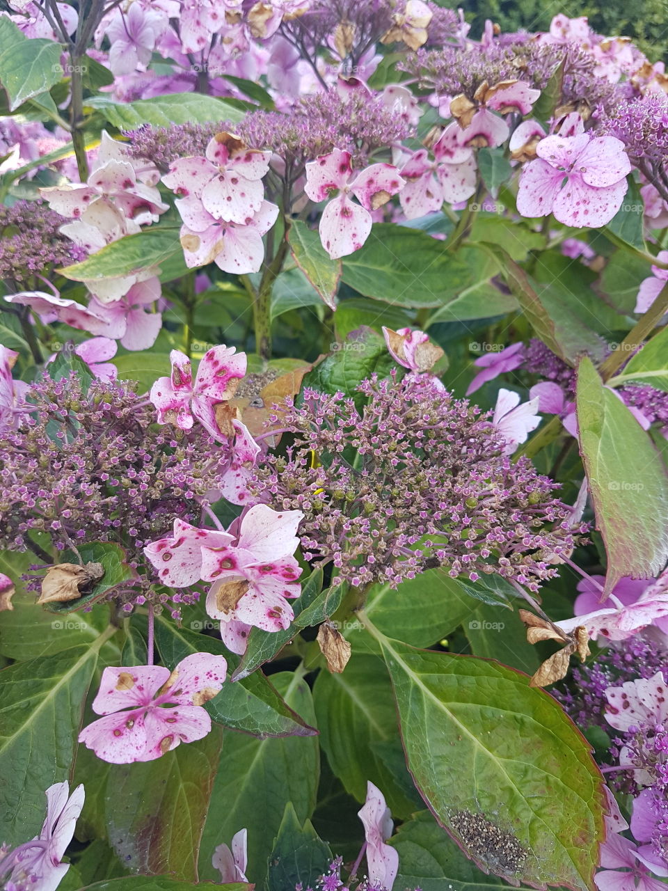 Flowers are so cute.