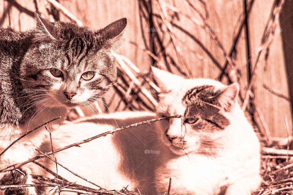 cat staring down another cat on a brush pile