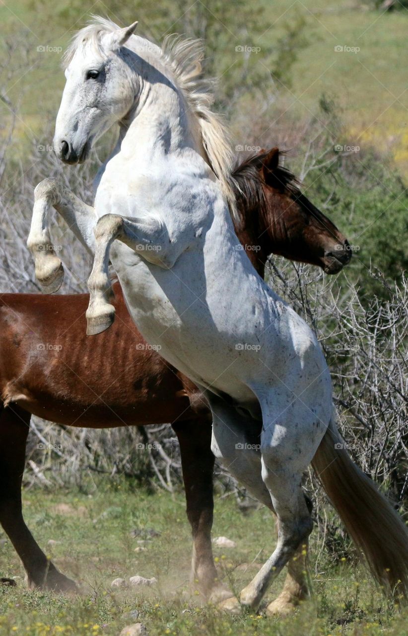 Wild Stallions Sparring in Desert