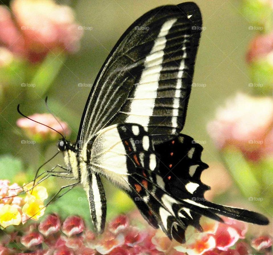the Special Black and white butterfly on the colorful flowers
