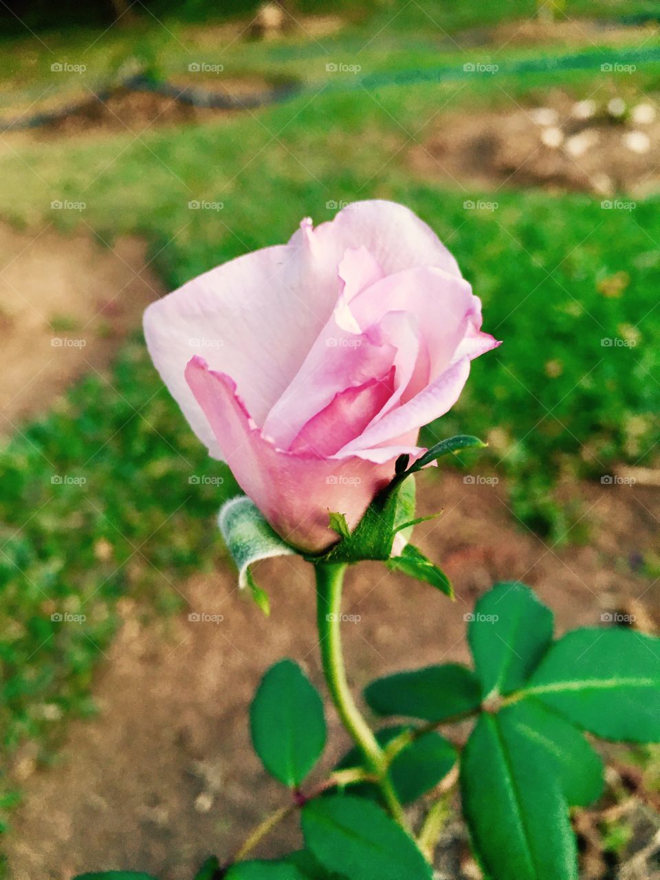 🌹 🇺🇸 Very beautiful flowers to brighten our day.  Live nature and its beauty. Did you like the delicate petals? / 🇧🇷 Flores muito bonitas para alegrar nosso dia. Viva a natureza e sua beleza. Gostaram das pétalas delicadas? 