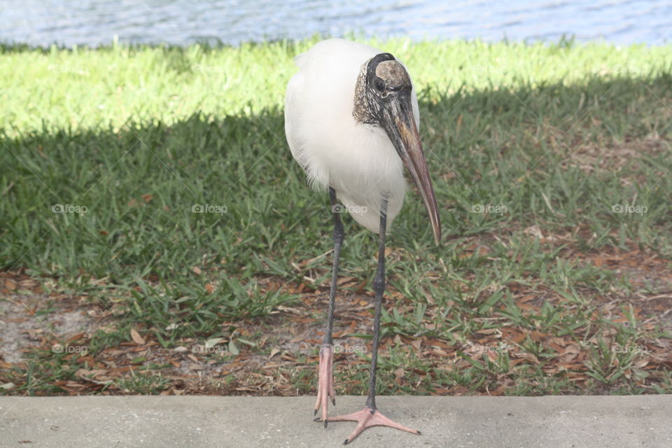 wood stork